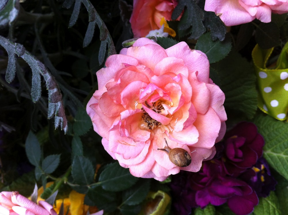 brown snail on pink rose flower