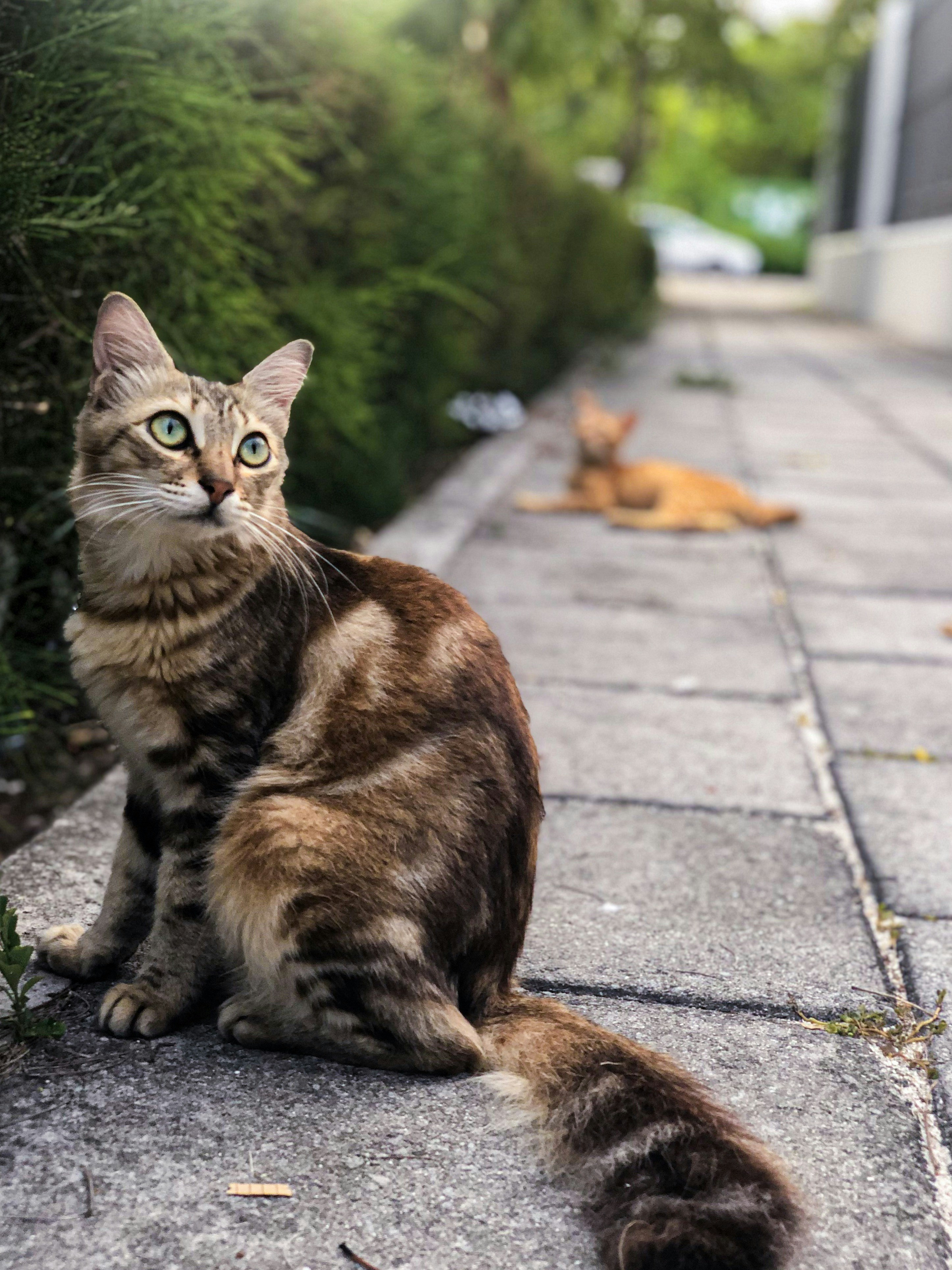 Brown tabby cat near plant photo – Free Mammal Image on Unsplash