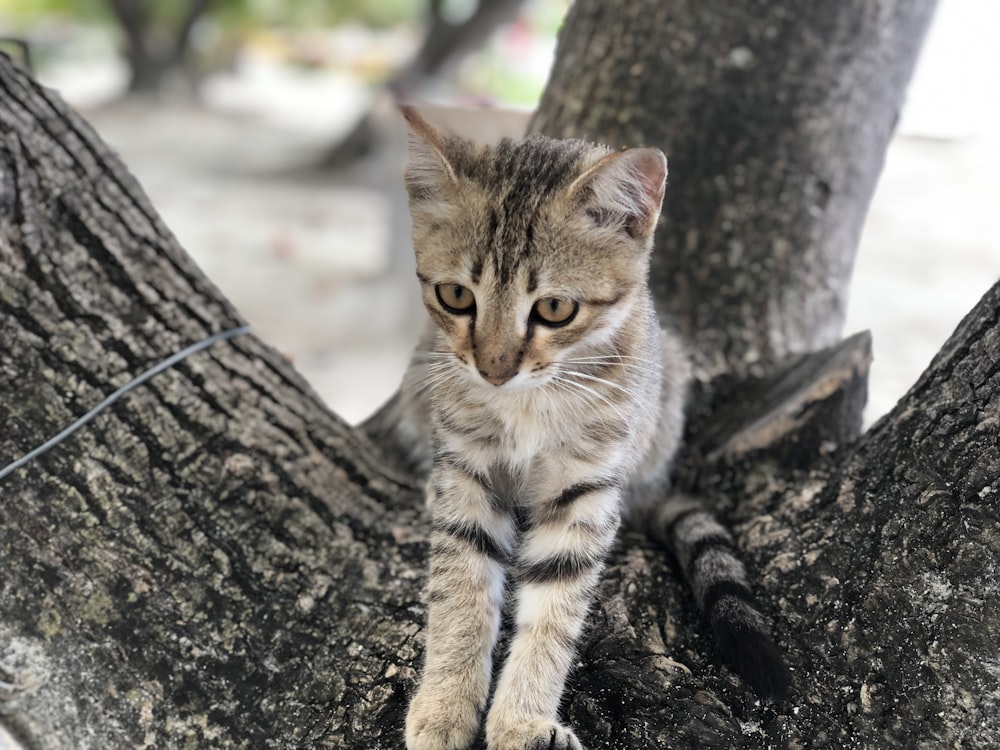 grey tabby kitten on tree branch