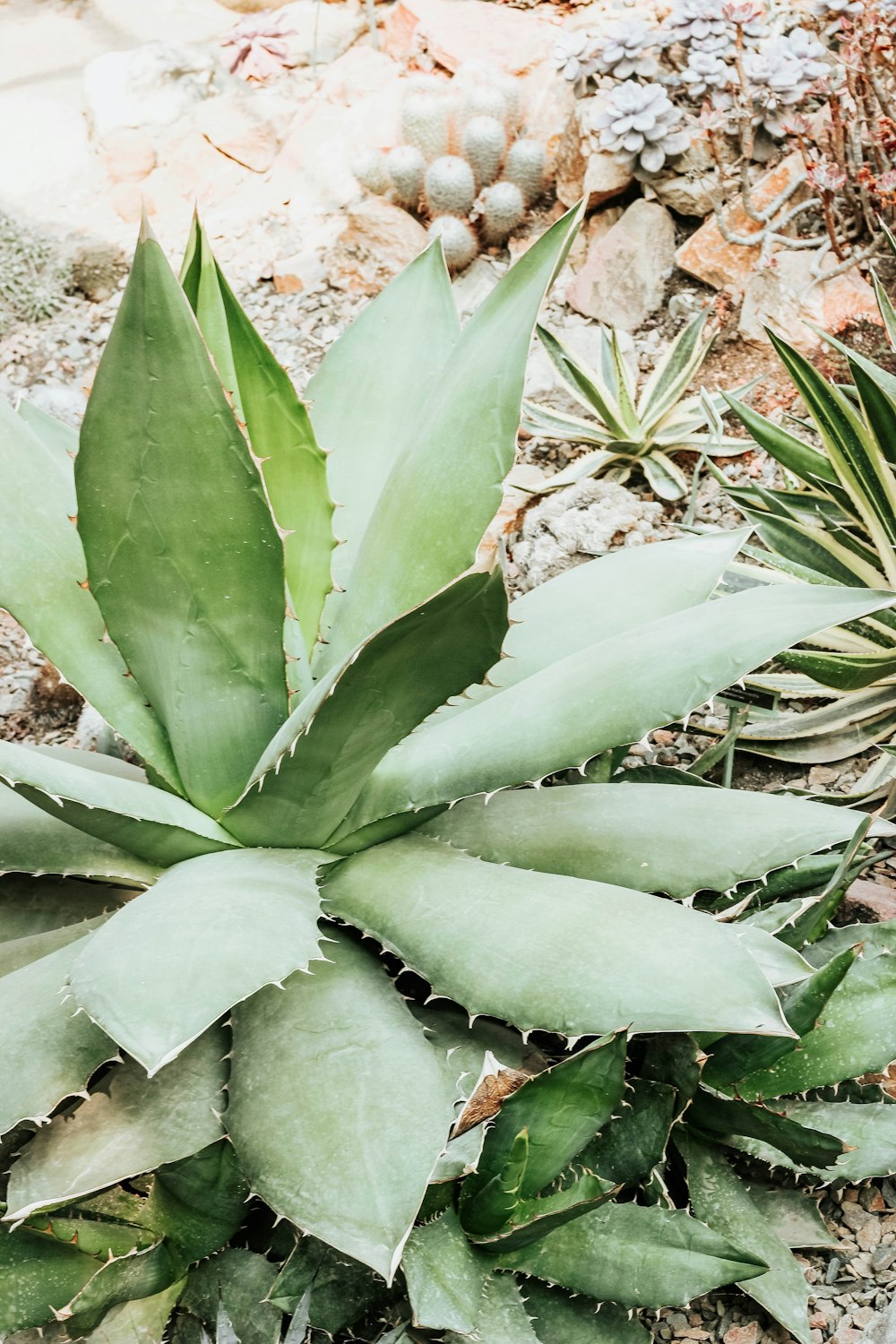 green leaf plant