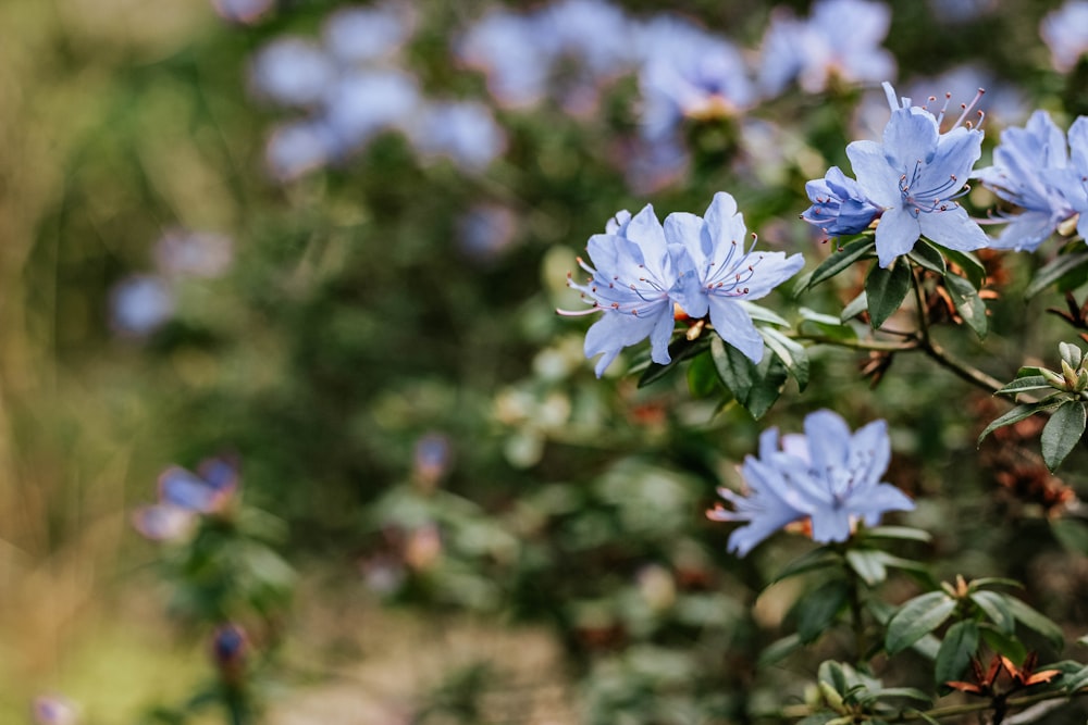 blue-petaled flowers