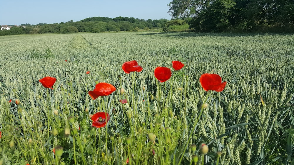 red flowers blooming in the field