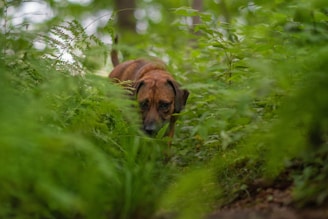 A brown dog partially concealed within lush green foliage, peering forward with an intent gaze. The scene is set in a dense forest with abundant ferns and vegetation surrounding the animal, creating a natural camouflage effect.