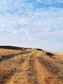 grass field near road