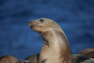 black seal
