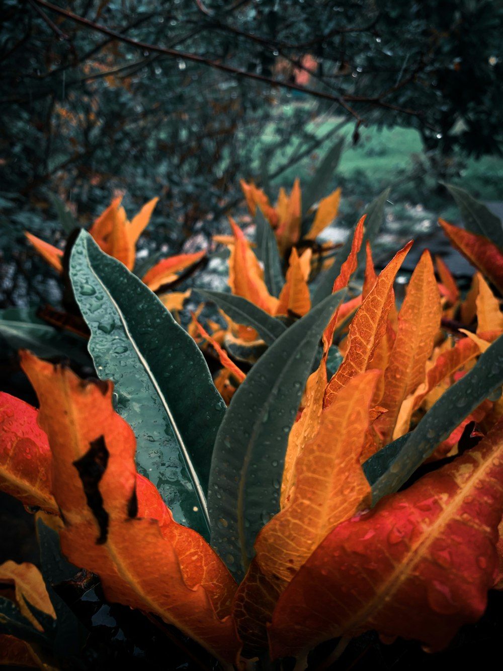 green and orange leaf plants