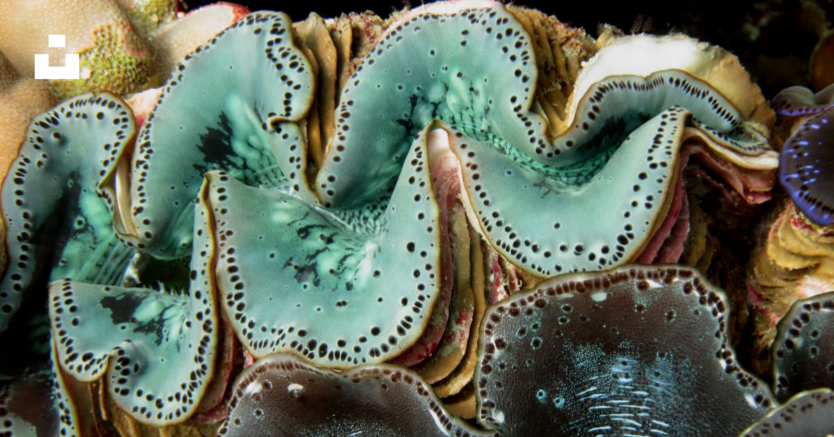 シャコガイの写真 Unsplashで見つけるマリンの無料写真 シャコガイの写真 Unsplashで見つけるマリンの無料写真