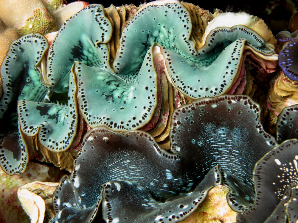 Giant clam