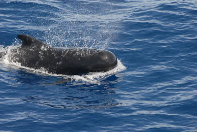 Cardano Faces Potential 31% Drop Amid Whale Sell-Off and Weak Investor Support