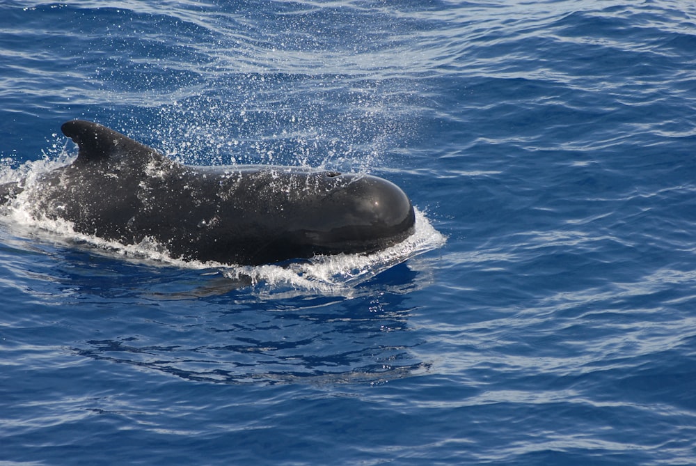 black dolphin on body of water