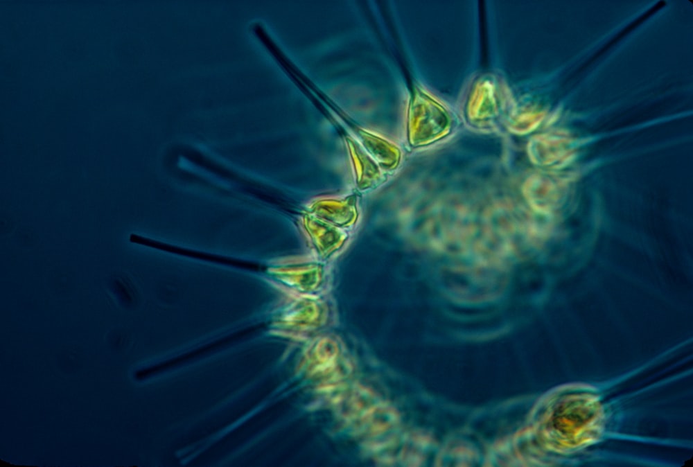 Fitoplâncton - a base da cadeia alimentar oceânica. 