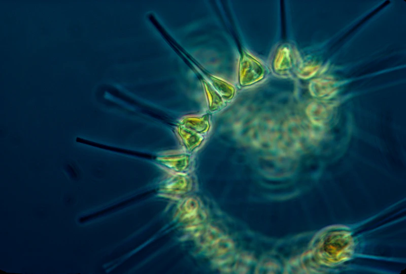 Microscopic biological organisms