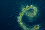 Biology Help UK logo