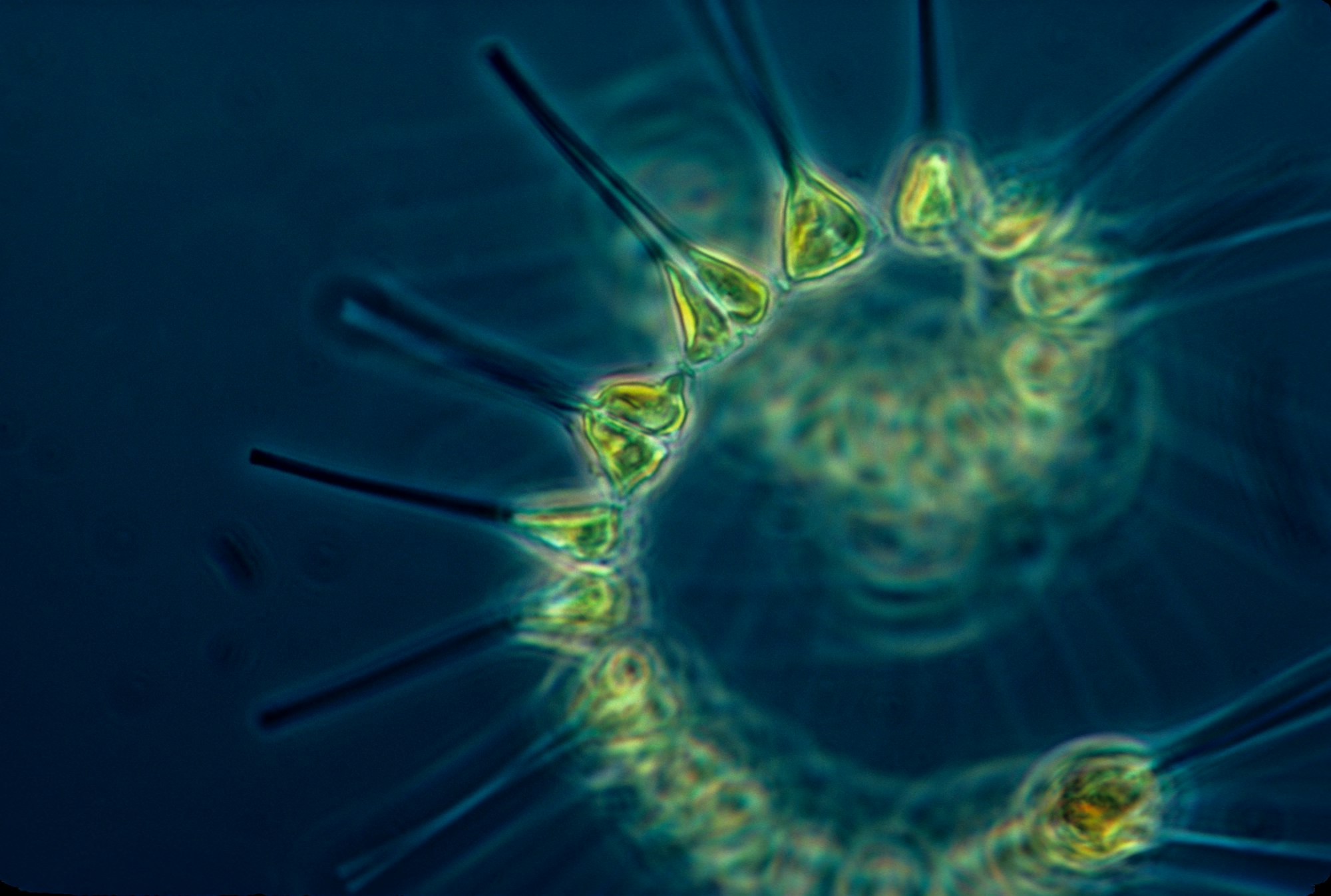 Phytoplankton - the foundation of the oceanic food chain. 