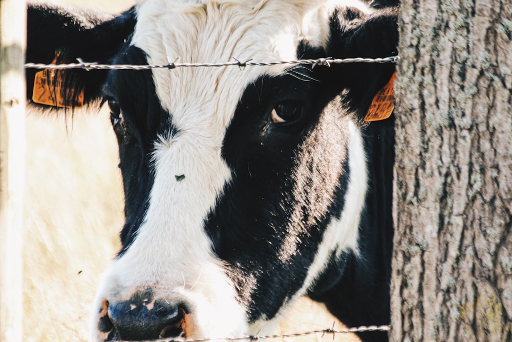 white and black cow close-up photography