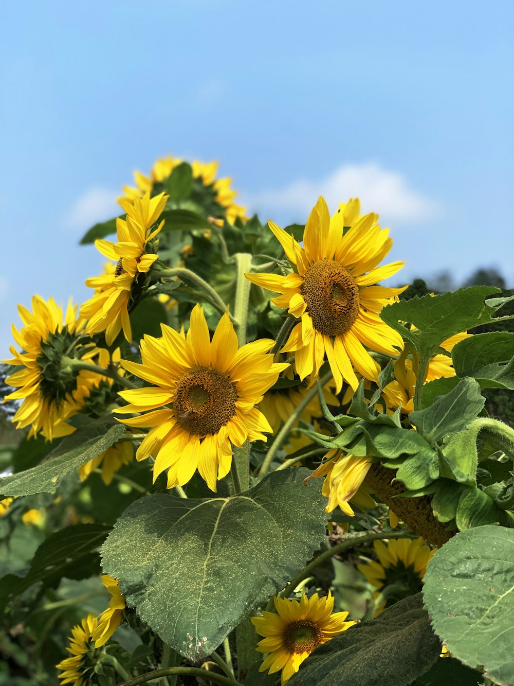 sunflower field during daytime