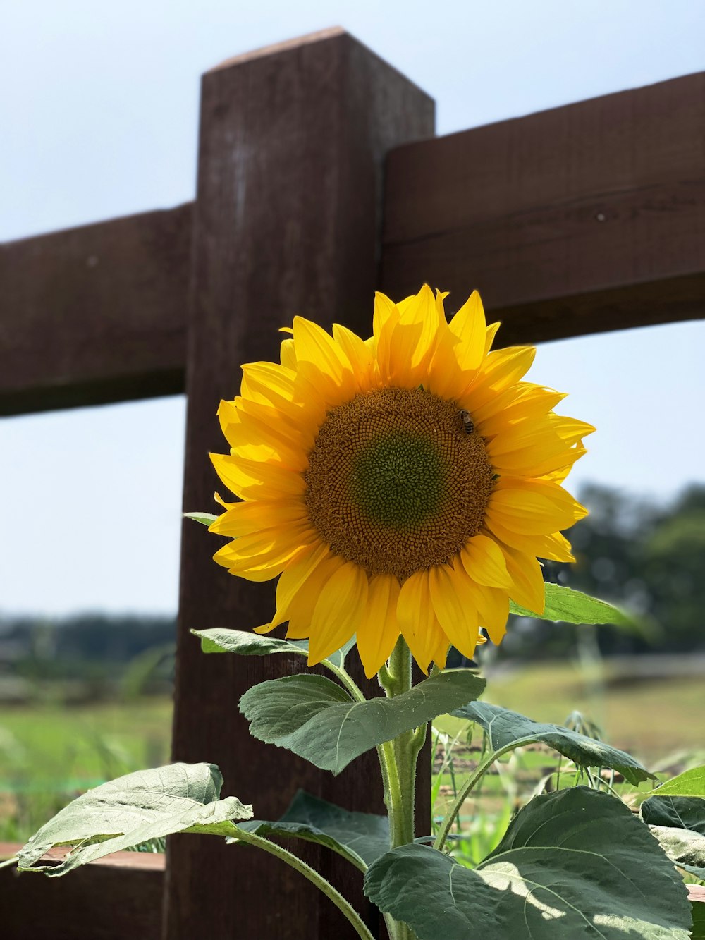 yellow petaled flower near