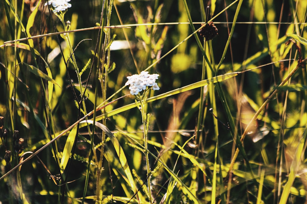 white petaled flower plant close-up photography