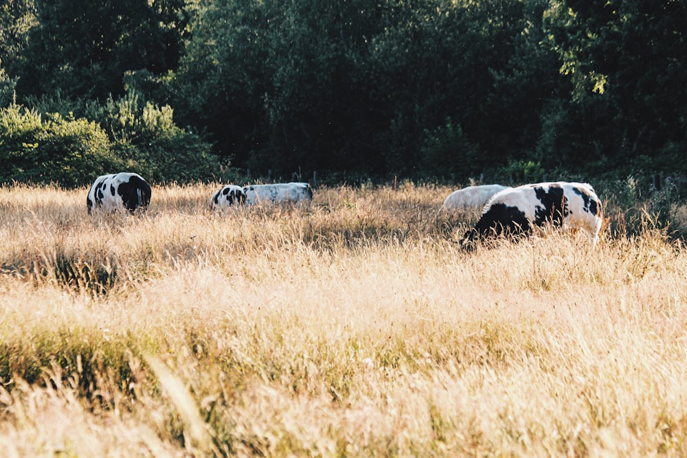 black and white cattle on field surrounded with tall and green trees