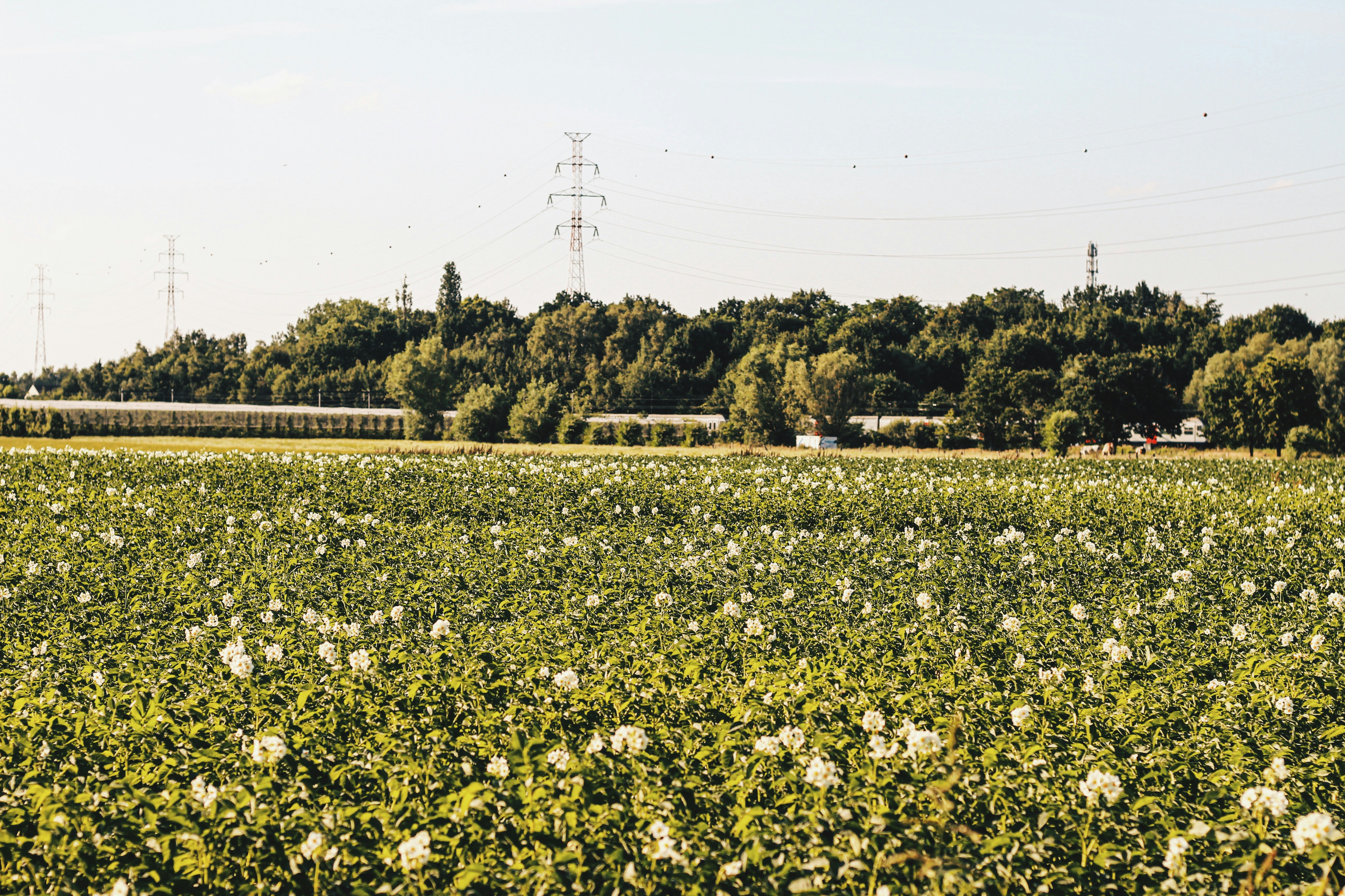 A vast green field with rows of plants, possibly potato plants, stretches into the distance. White flowers are scattered amongst the green foliage. In the background, a line of trees creates a dense forest barrier. Above the trees, several power lines and pylons are visible. The lighting is bright and clear, suggesting a sunny day.