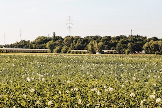 A vibrant field of green potato plants under a bright blue sky, symbolizing fresh farm-to-table produce.