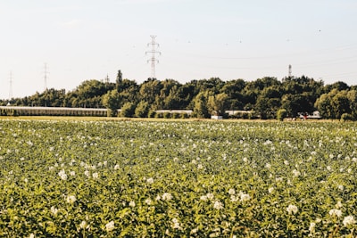 A vibrant field of green potato plants under a bright blue sky, symbolizing fresh farm-to-table produce.