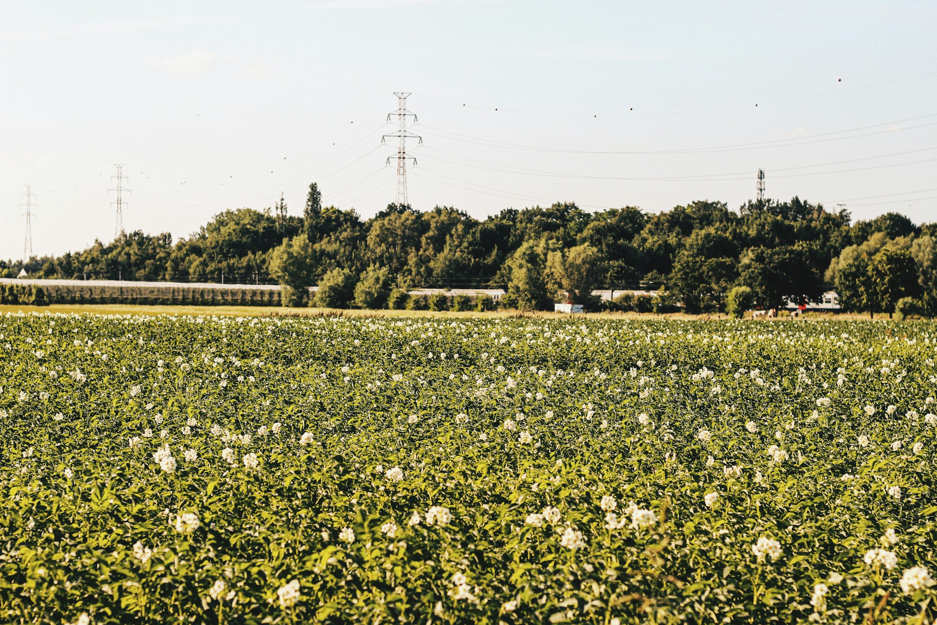 A vibrant potato farm at sunrise with rows of healthy plants stretching into the horizon under a clear sky.