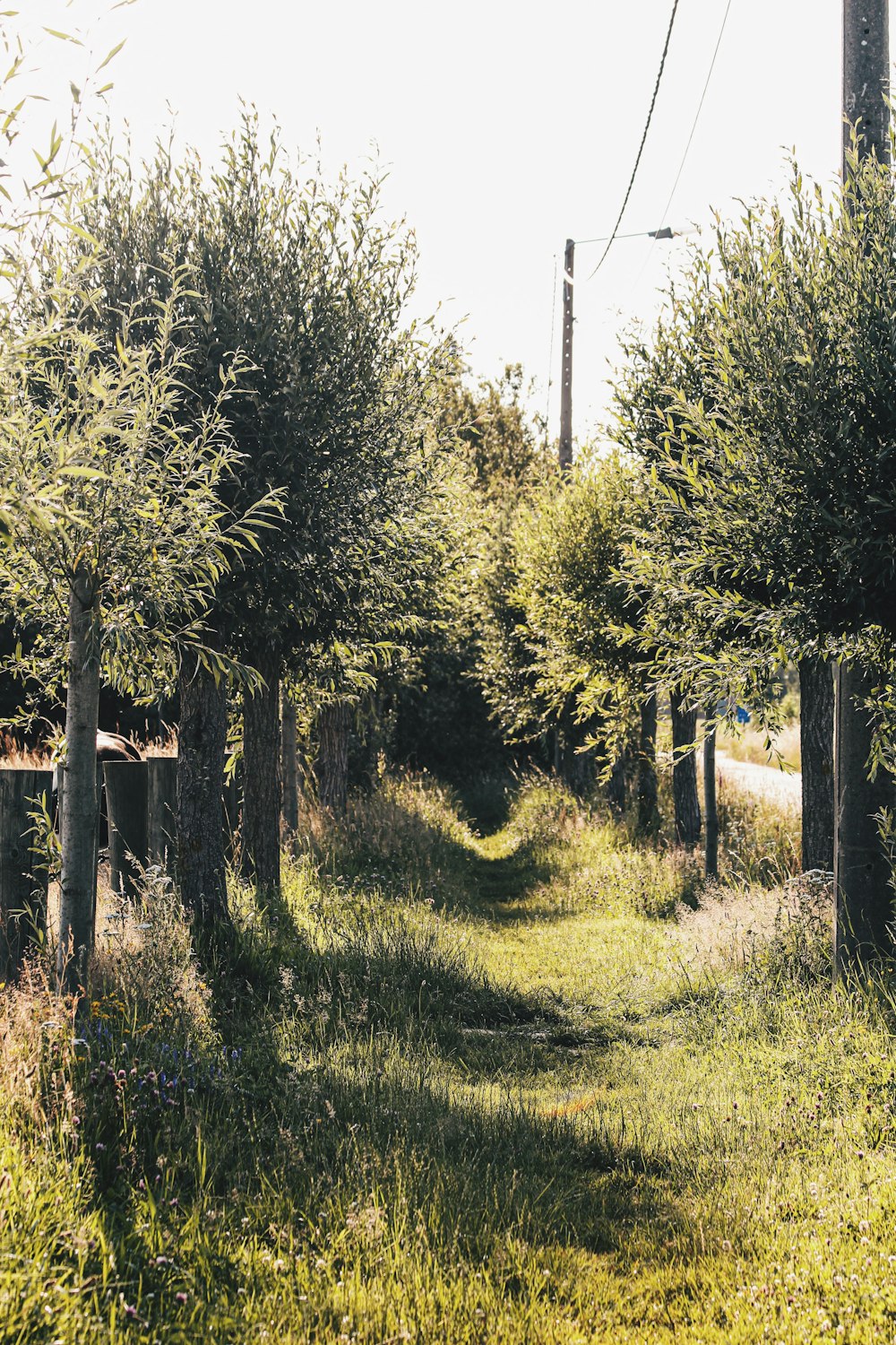 green leafed trees and grass