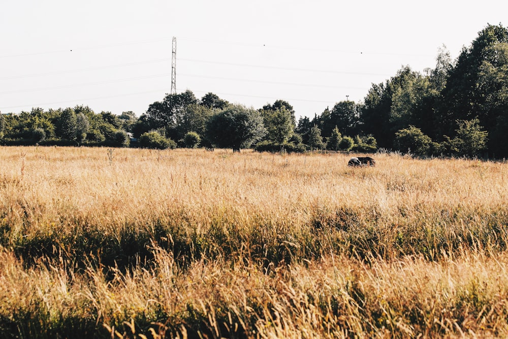 brown leafed plants