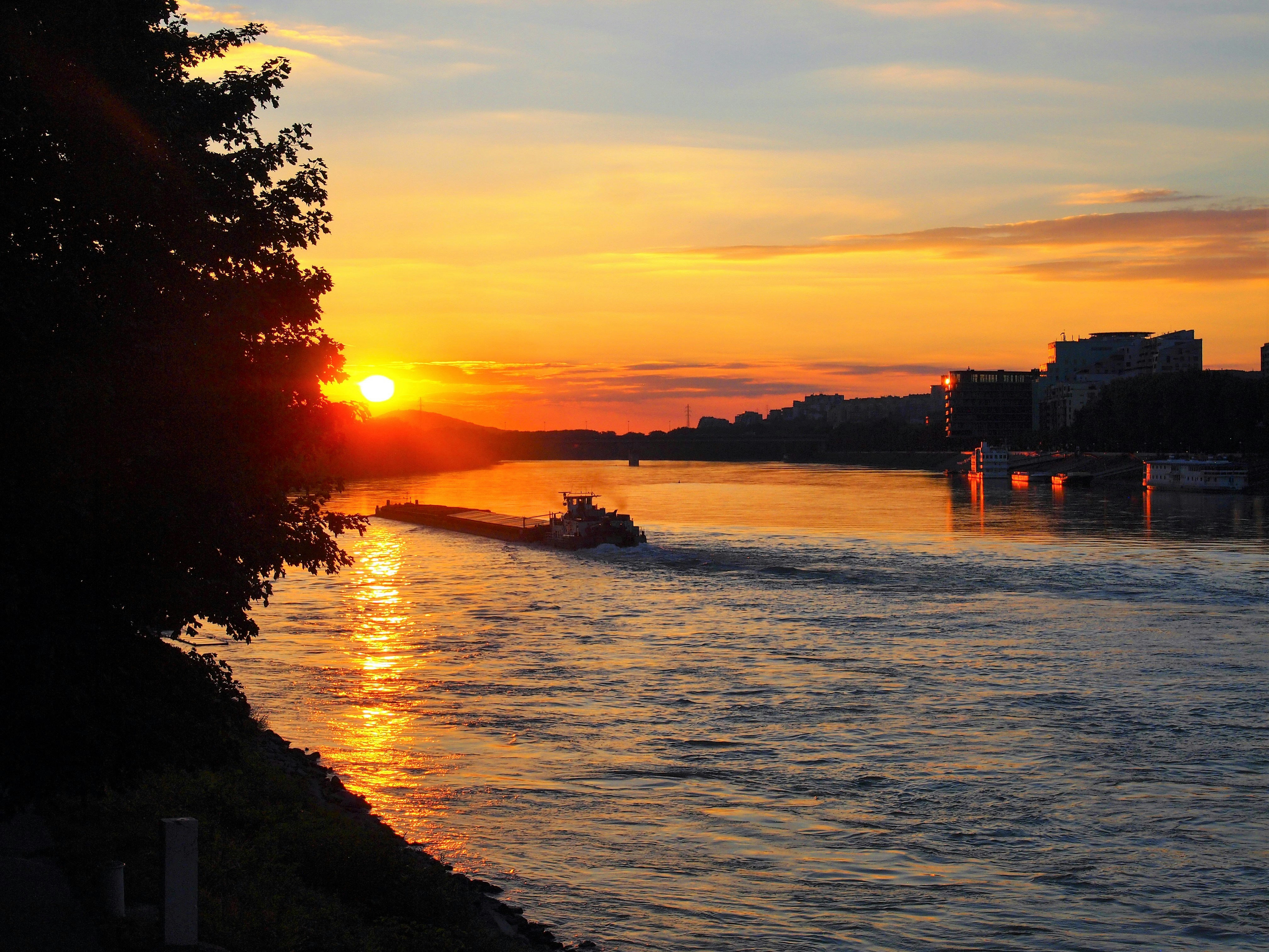 silhouette of trees near tree during golden hour