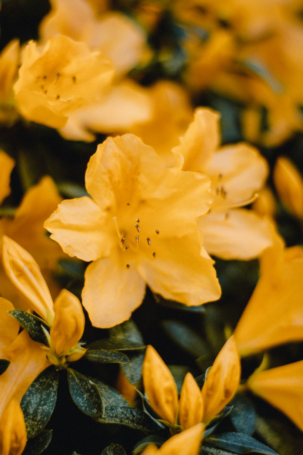 selective focus photography of yellow flowers