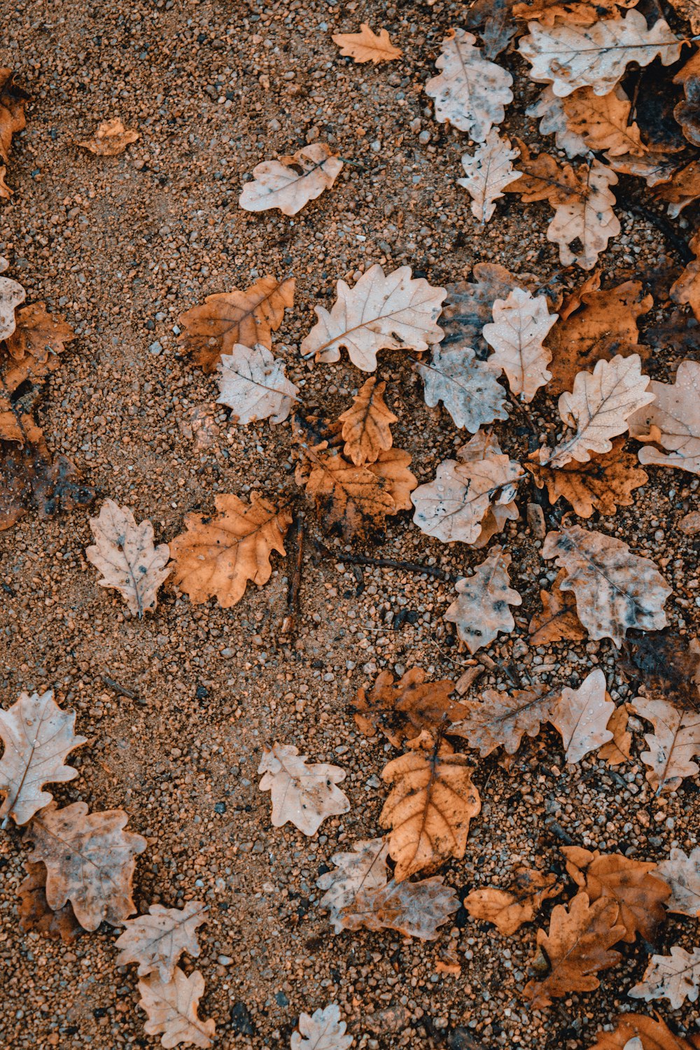 brown dried leaves lying on ground