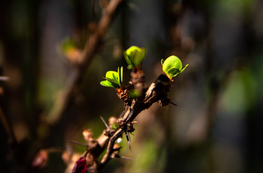 green leaf plant