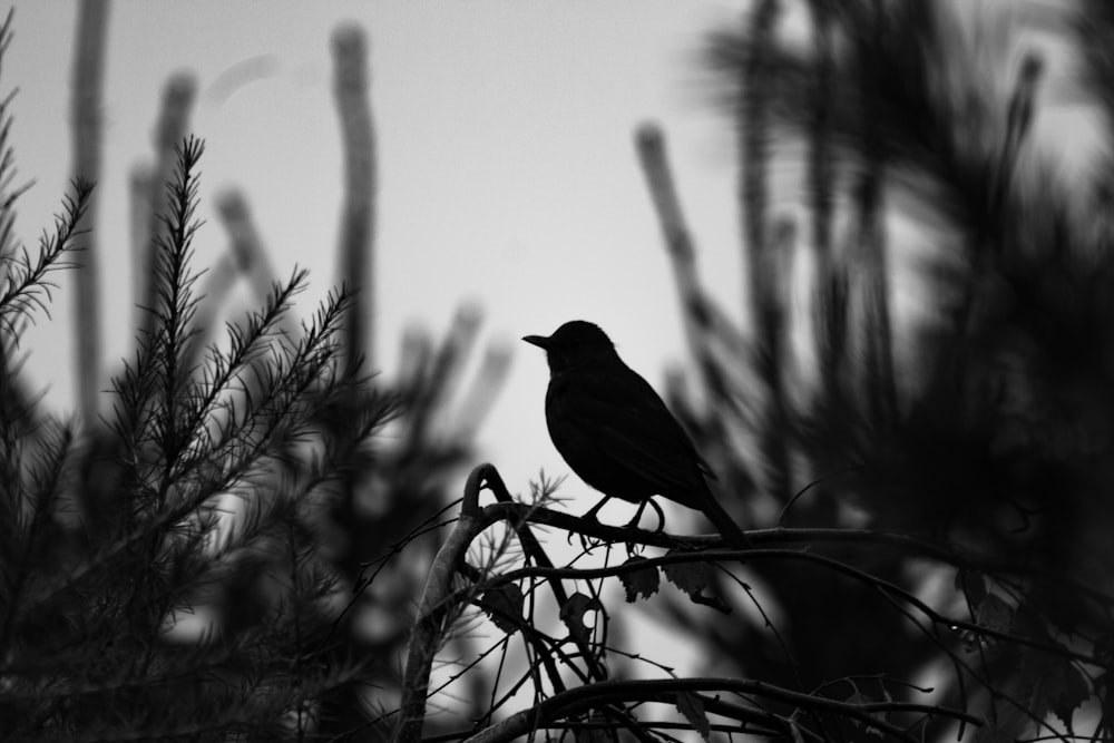 grayscale photography of bird on plants