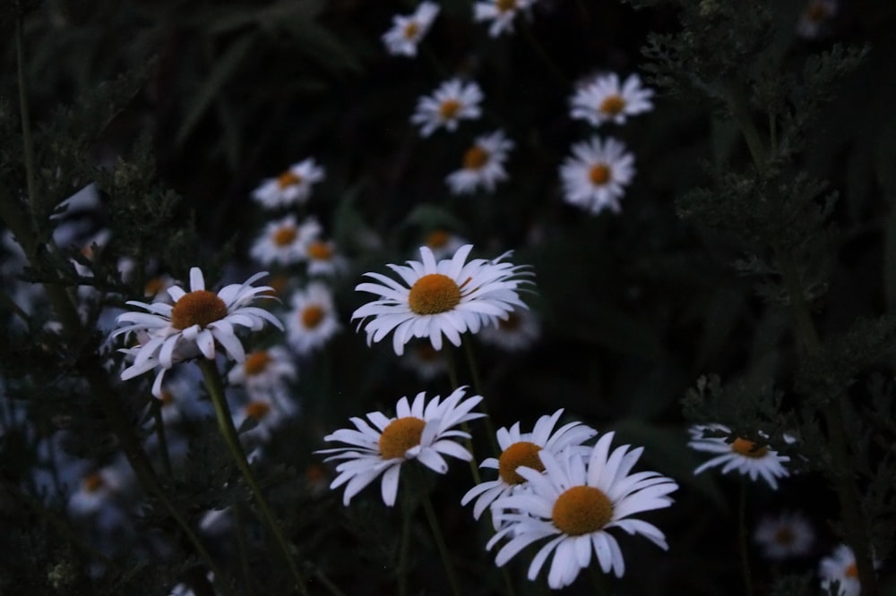 Fotografía de primer plano de flor de margarita blanca