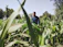 Smiling middle-aged man standing in a lush green farm land under a clear blue sky.