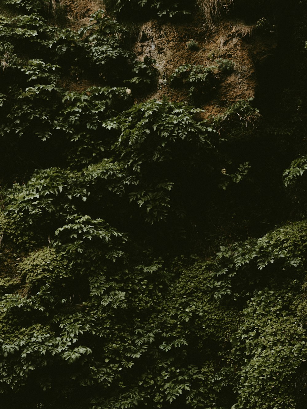 green-leafed plant