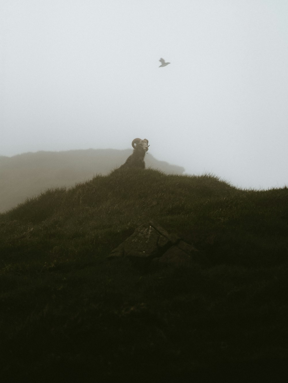 goat on hill during daytime