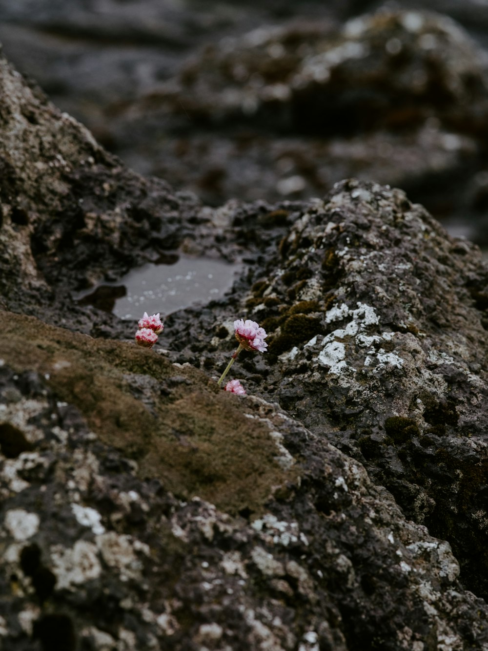 rosa-blättrige Blume