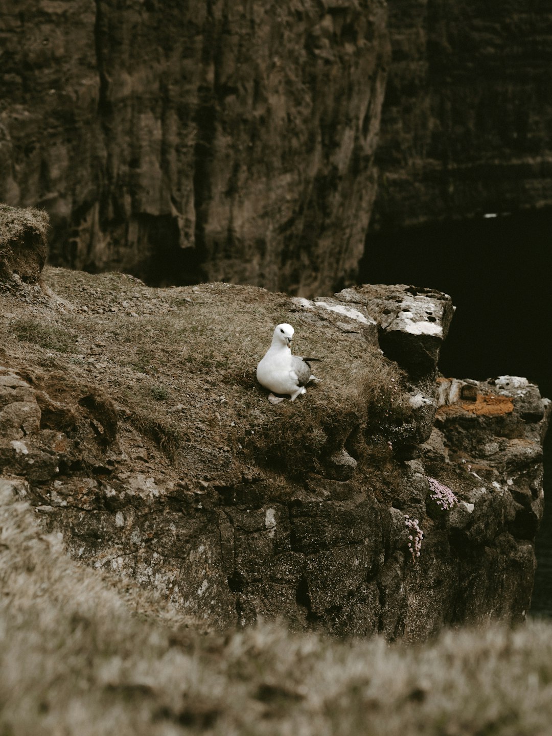 white and gray bird on gray rock