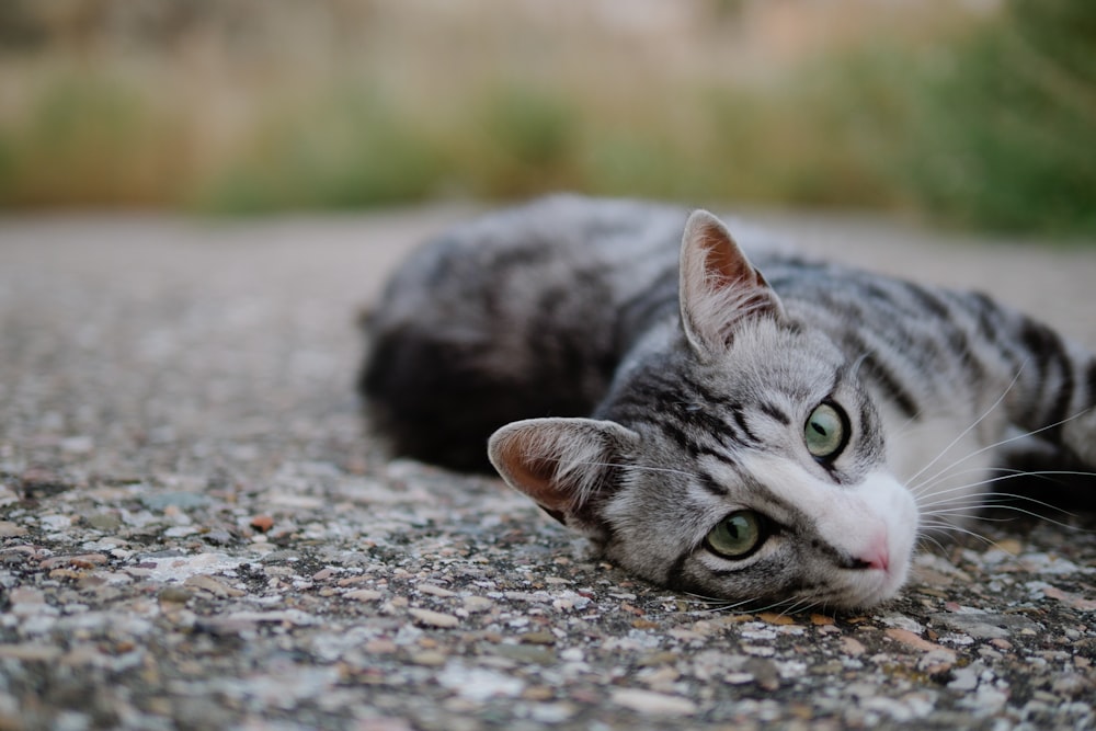 brown tabby cat on gray floor