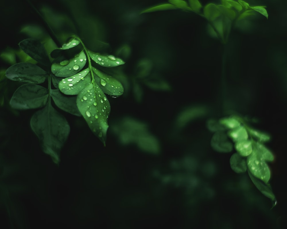 green moringa plant