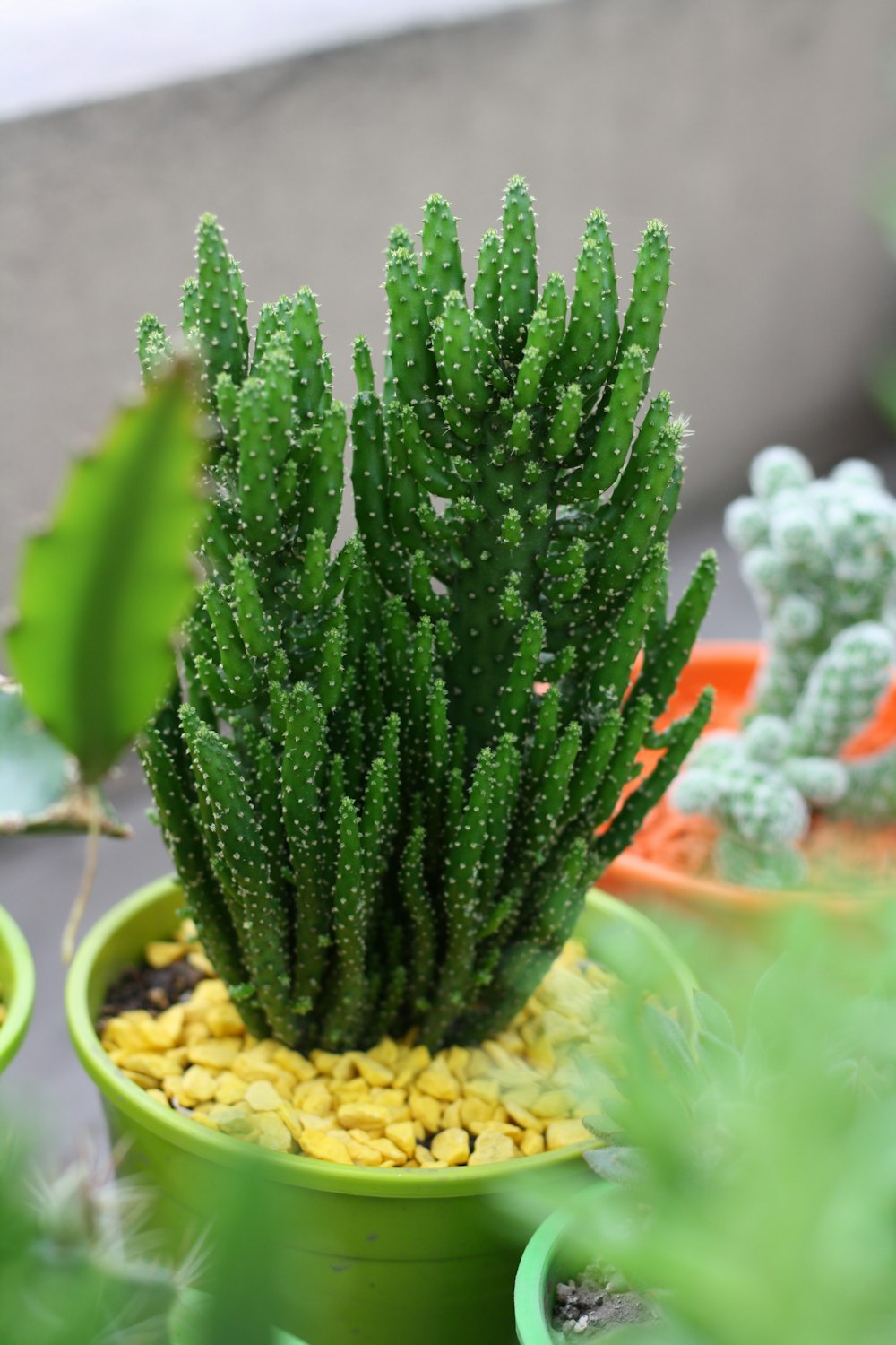 selective focus photography of green cactus in green pot