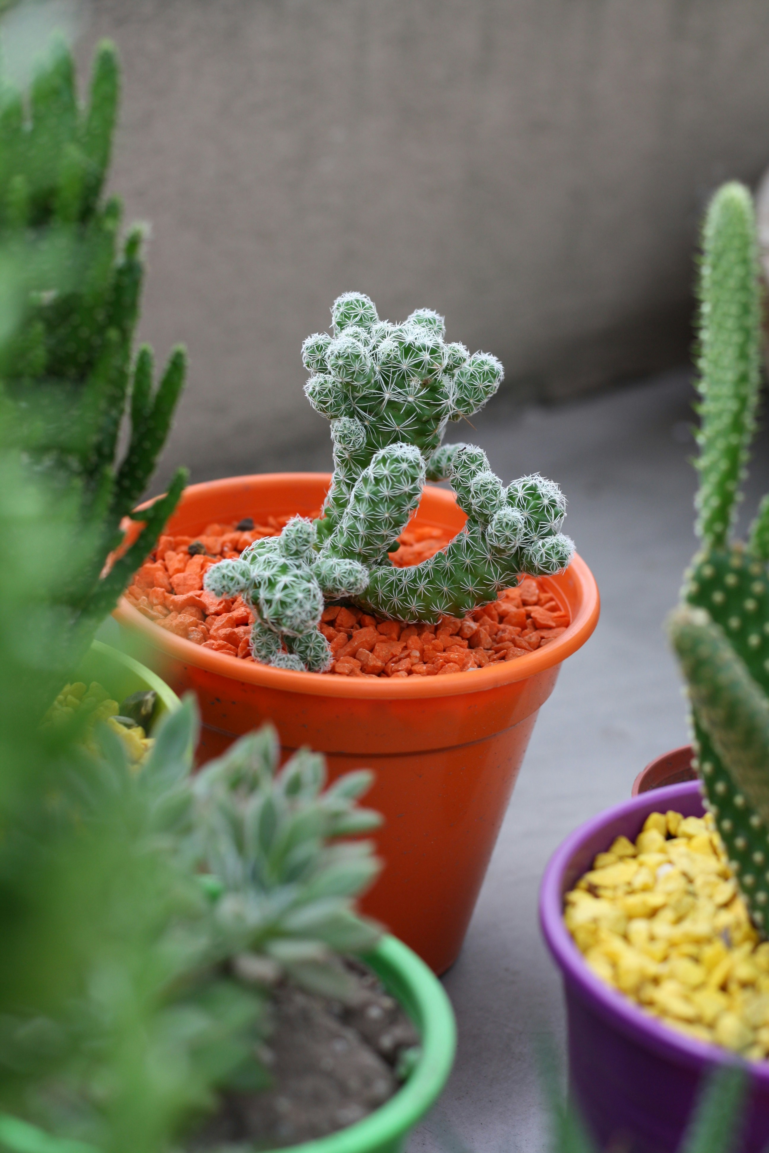 さまざまな色の鉢に緑のサボテンの植物の写真 Unsplashで見つけるコロンビアの無料写真