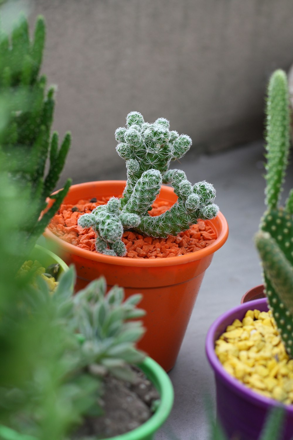 green cactus plant on assorted-color pots
