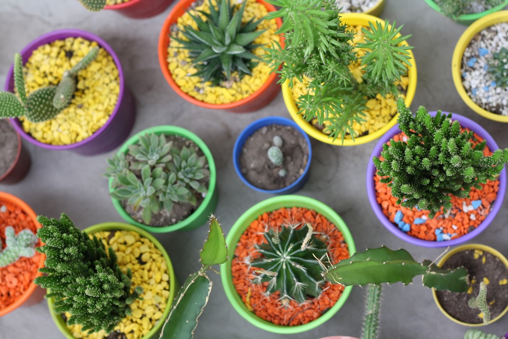 green succulent and cactus plants in assorted-color pots