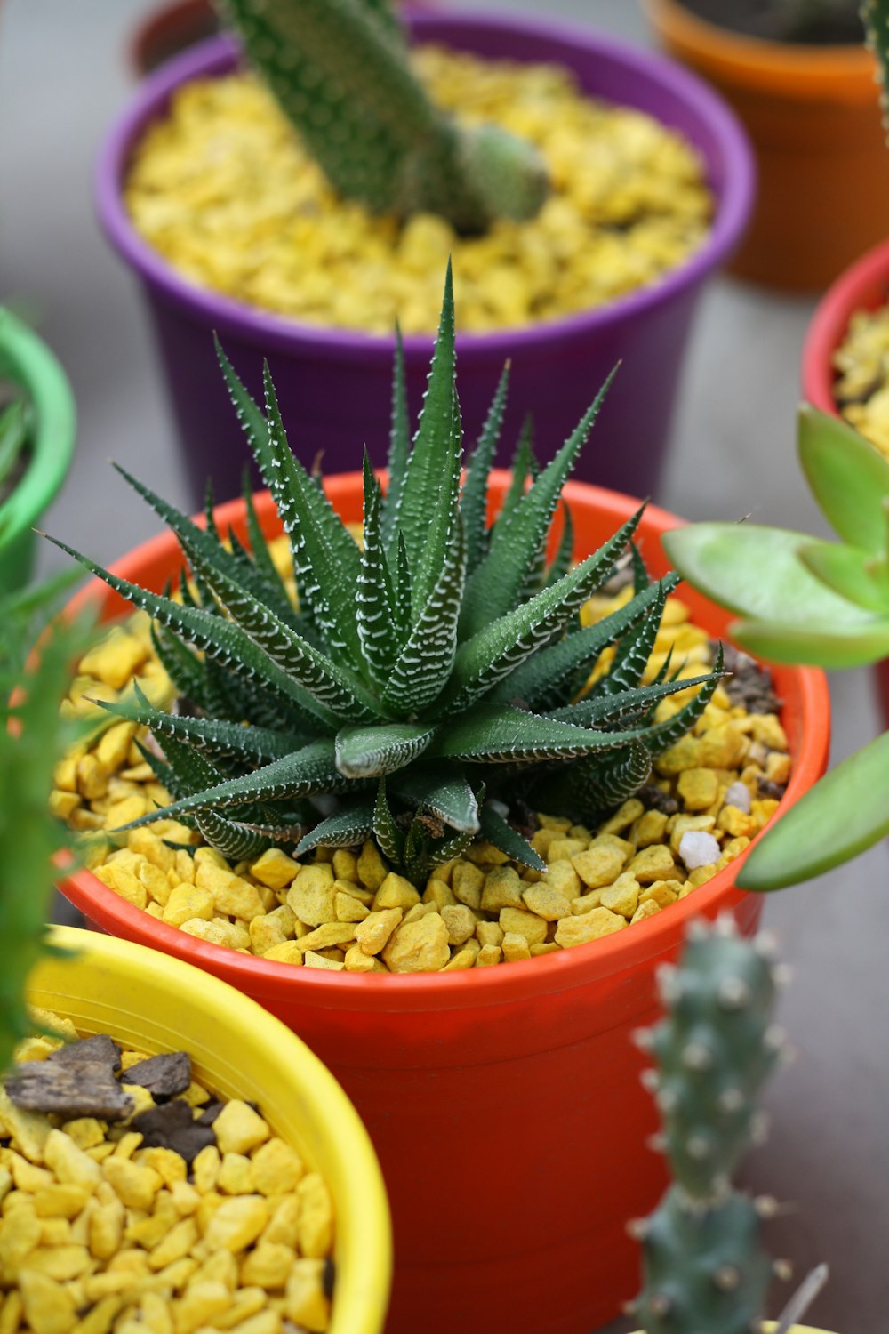 green aloe plant in orange pot with yellow pebbles