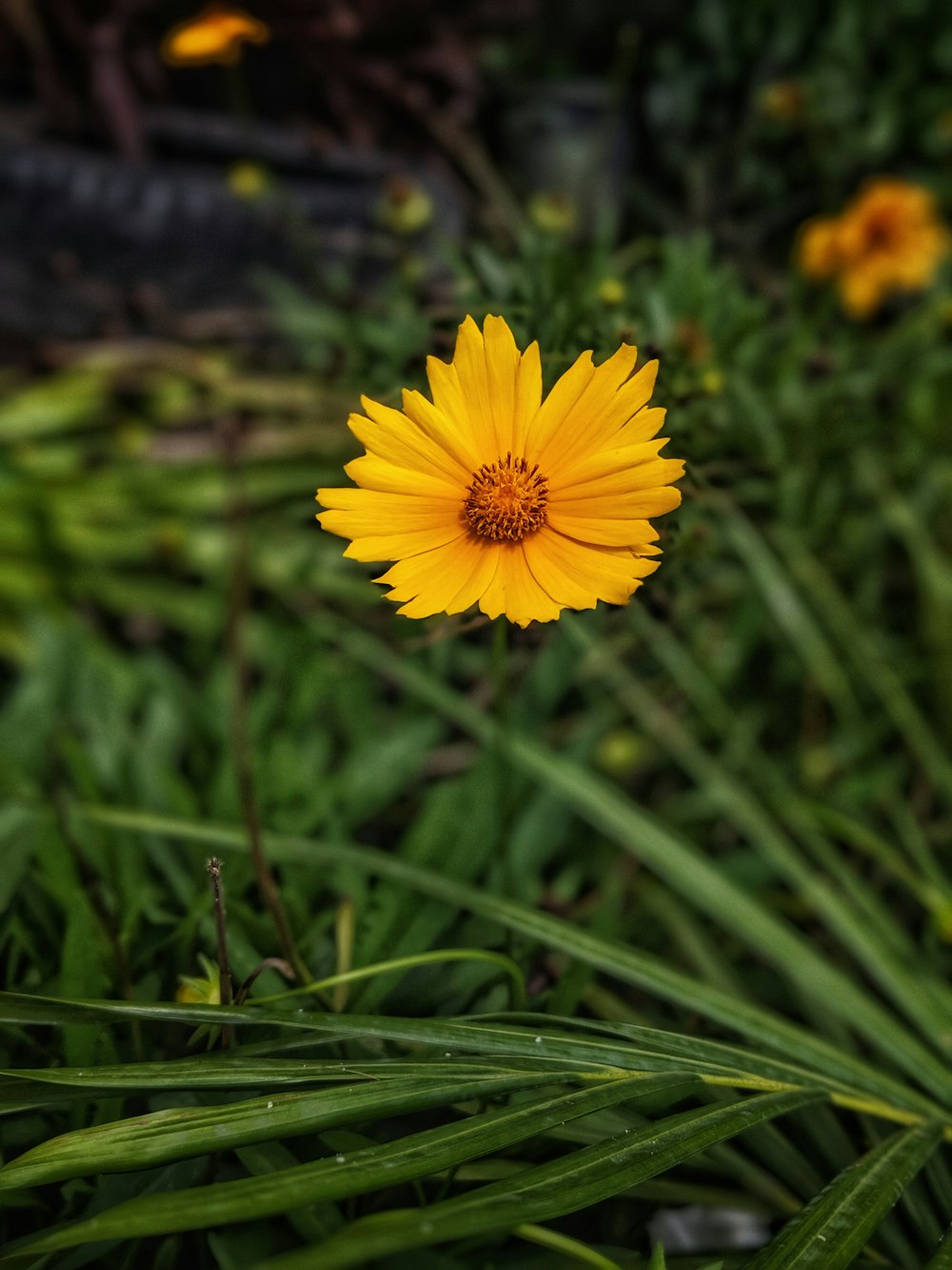 yellow petaled flowe