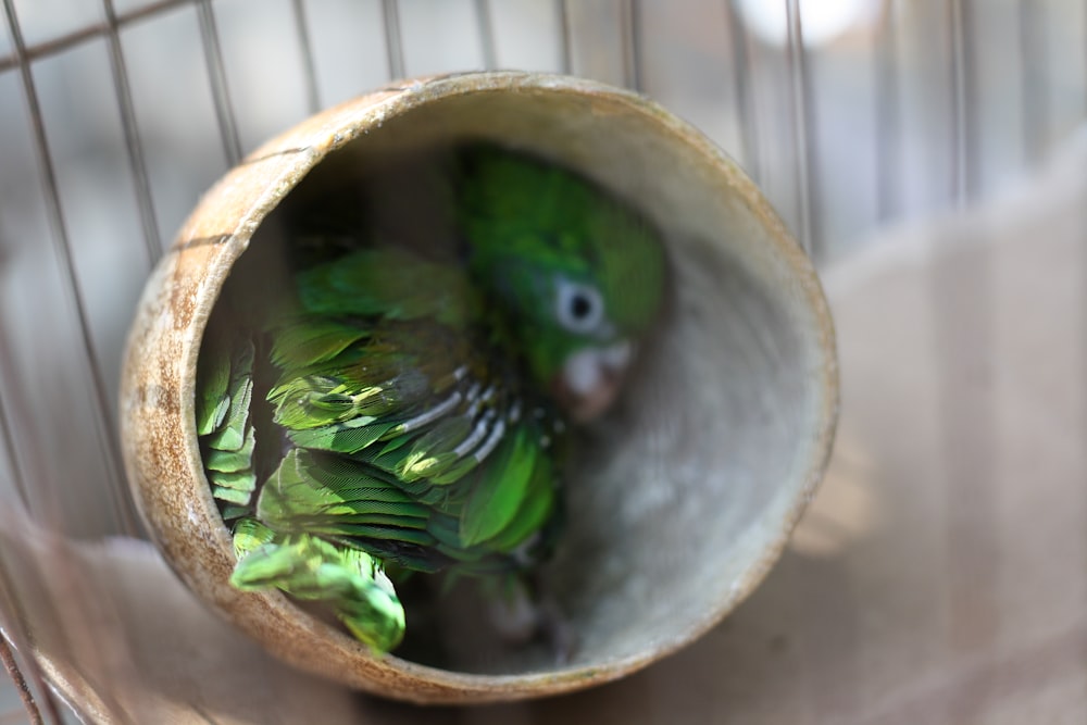 shallow focus photography of green bird