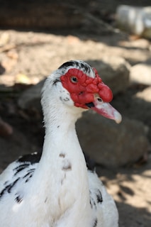 A Muscovy duck is featured with its distinctive red caruncles on its face and white feathers with black markings. The background is out of focus, providing a natural setting.